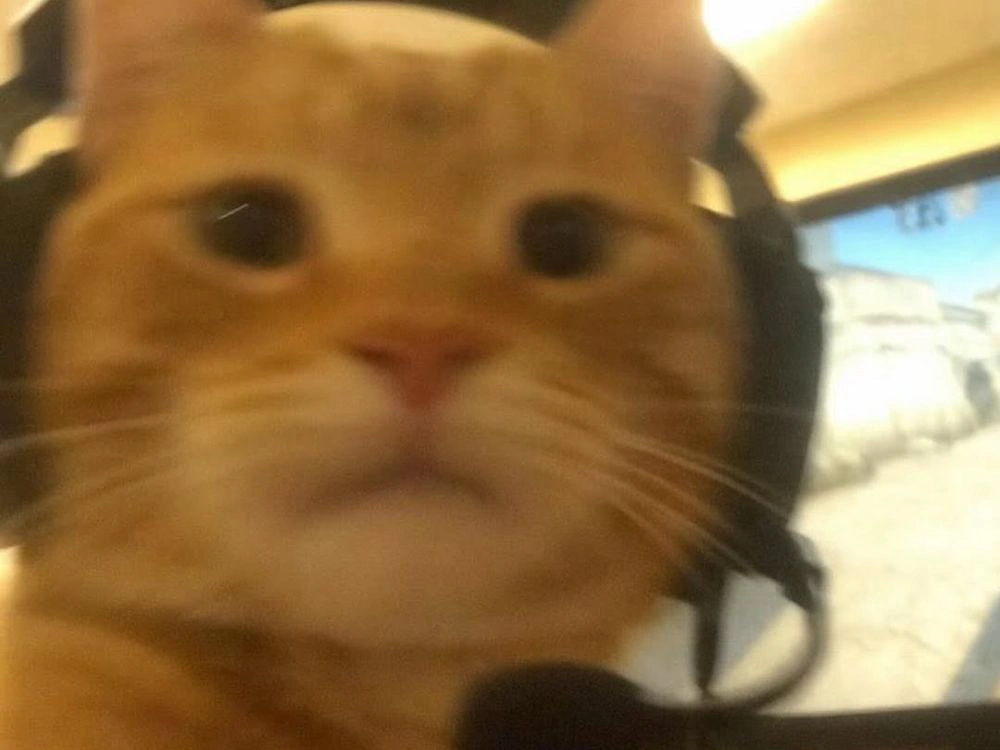 A cat wearing a headset with a microphone.