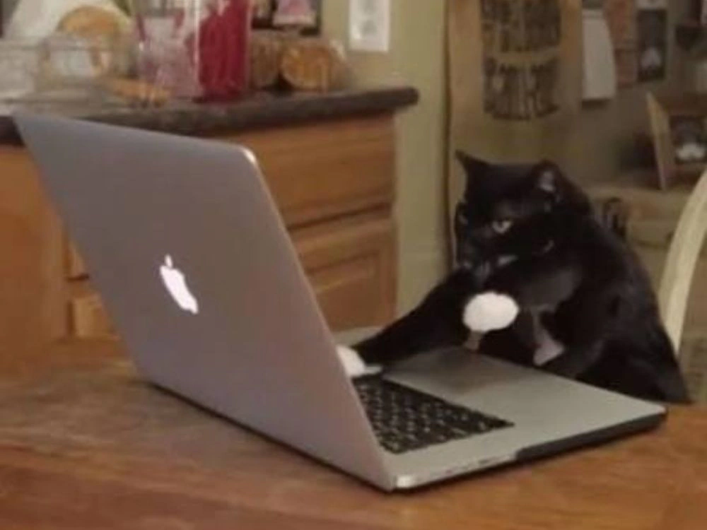 A cat sitting at a desk and looking at a laptop screen.